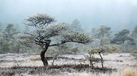 Pine Tree in Winter’s Fog 库存照片