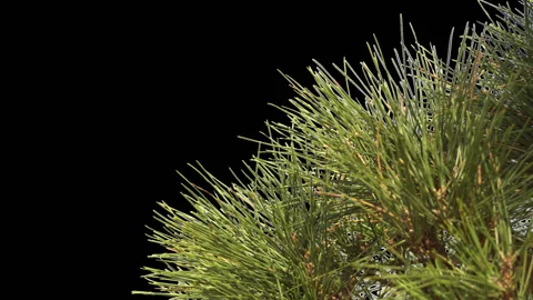 Pine tree without background Stock Footage 128253093