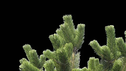 Pine tree without background Stock Footage 128254638