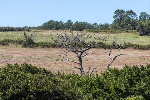 A pine tree without needles with cones and brown bark on a blue sky background Stock Photos