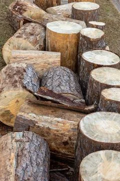 Pine Tree wood logs on ground after being cut Stock Photos