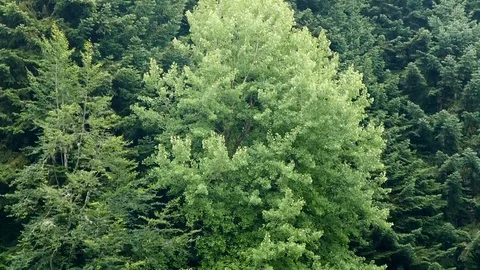Pine tree wooded area, large larch trees, 動画素材 114715107