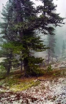 A pine tree in the woods. large conifer. Stock Photos