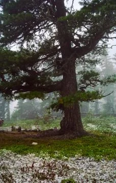 A pine tree in the woods. large conifer. Stock Photos