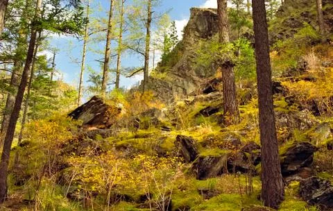A pine tree in the woods. large conifer. Foto stock