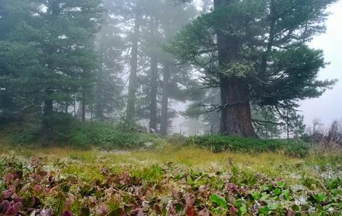 A pine tree in the woods. large conifer. Stock Photos