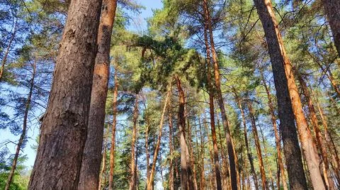 In the Pine Tree Woods Foto stock