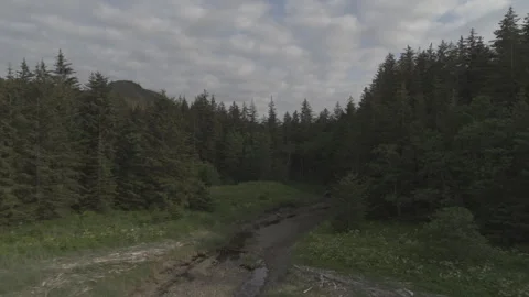 Pine Tree Woods with Stream throughout Drone Alaska Stock Footage 256043523