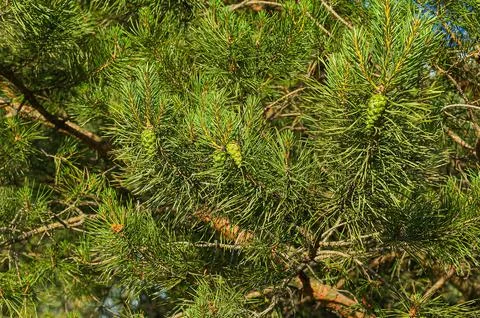 Pine tree with young cones background Foto stock