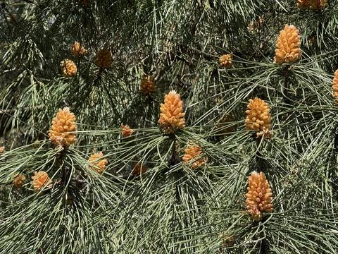 Pine tree with young orange cones and green needles creating a natural back.. Stock Photos