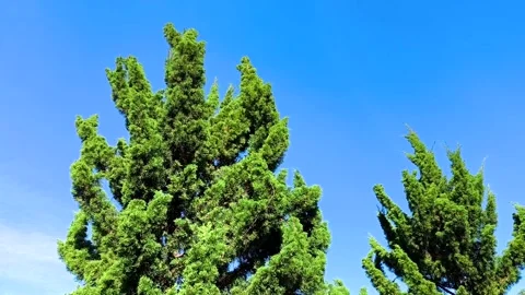 Pine tree1 Stock Footage 319972598