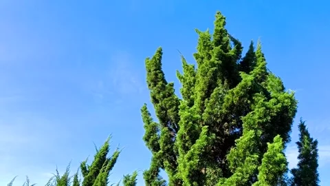 Pine tree2 Stock Footage 319972589