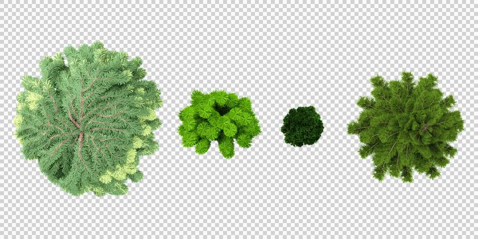 Pine tree,Cypress tree Trees top view on white background Stock Illustration