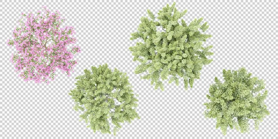 Pine tree,red lapacho flowers isolate on transparent backgrounds 3d rendering Stock Photos