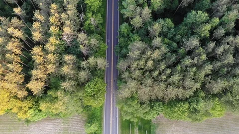 Pine Trees 01 Drone Flyover Stock Footage 119498534