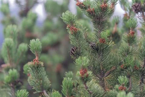 Pine trees adorned with young cones in a lush forest during a calm morning Stock Photos