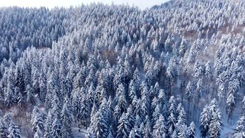 Pine trees aerial view with snow, in Sirnitz on Black forest mountains 4K Stock Footage 153234844