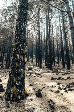 Pine trees after a fire in the forest in La Palma Stock Photos