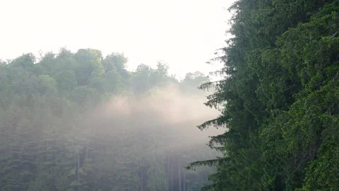 Pine trees after rain setting sun fog mist selective focus Stock Footage 276388231