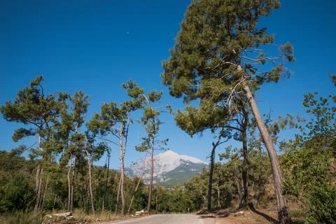 Pine trees against the backdrop of Mount Olympos. Tahtali. Kemer. Turkiye. 写真素材