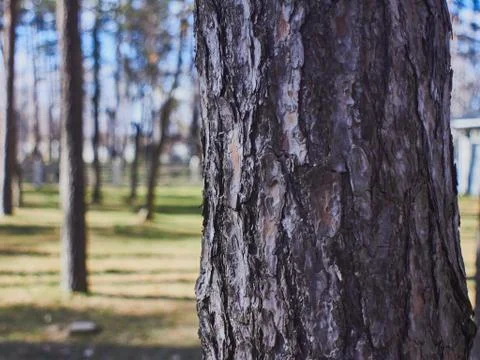 Pine trees against the background of spring blue sky with clouds Stock Photos