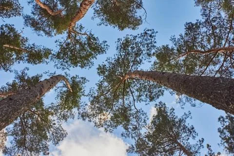 Pine trees against the background of spring blue sky with clouds Stock Photos