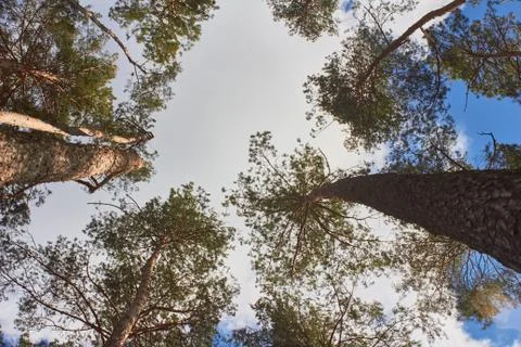 Pine trees against the background of spring blue sky with clouds Stock Photos