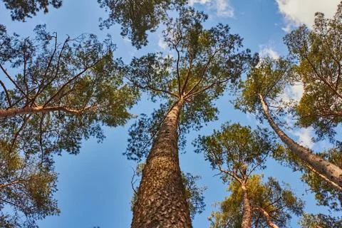 Pine trees against the background of spring blue sky with clouds Stock Photos