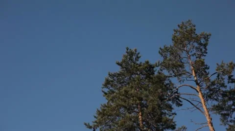 Pine trees against blue sky Stock Footage 8998105