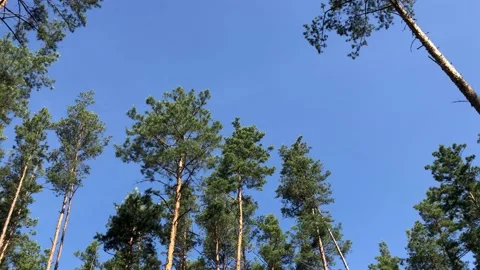 Pine trees against a blue sky Stock Footage 134527200
