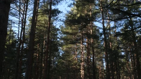 Pine trees against the blue sky on a sunny day Stock Footage 171162341