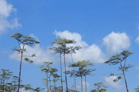 Pine trees  against blue sky backround Stock Photos