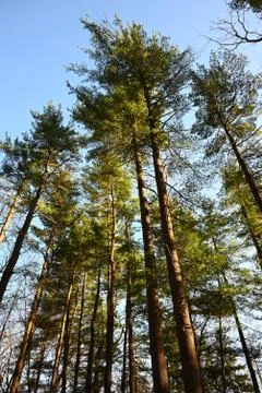 Pine Trees Against a Blue Sky Stock Photos
