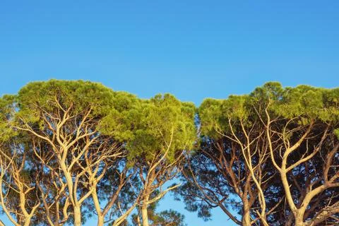 Pine trees against blue sky. Natural border, copy space.  Stone pine Stock Photos