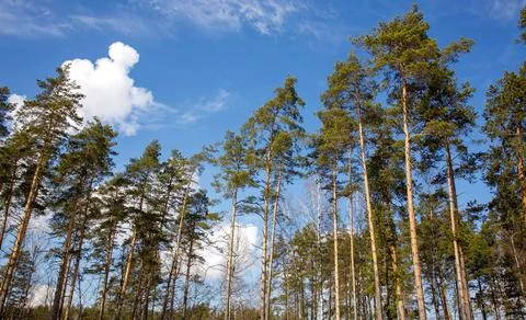 Pine trees against blue spring sky in sunny weather Stock Photos