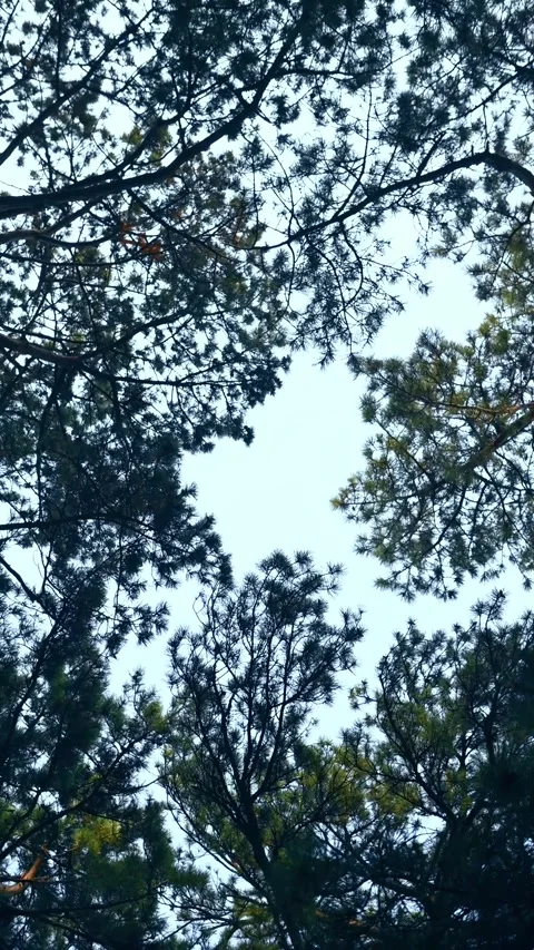 Pine Trees Against a Clear Sky, Camera Rotating in a circular motion. Stock Footage 314392850