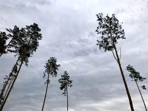 Pine trees against the cloudy sky. Stock Photos