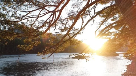Pine Trees Against Evening Sky Stock Footage 102250416