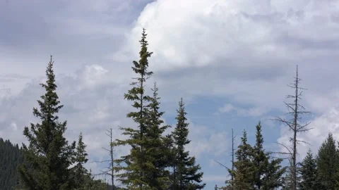 Pine Trees Against Mountains and Clouds with Light Wind Stock Footage 201621066
