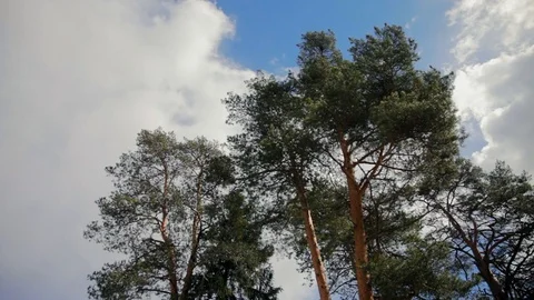 Pine trees against the sky with clouds Stock Footage 97410884