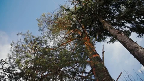 Pine trees against the sky with clouds Stock Footage 97410905