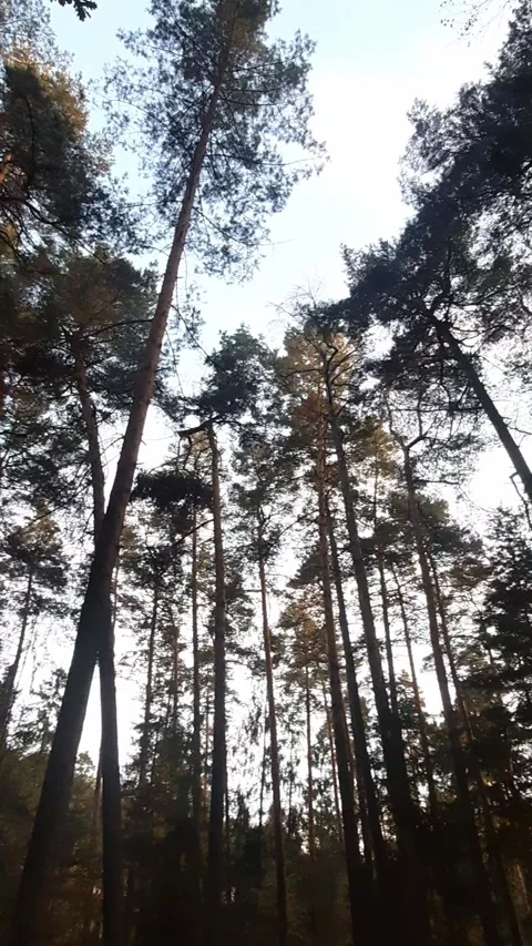 Pine trees against the sky. Movement in circle. Stock Footage 254448241