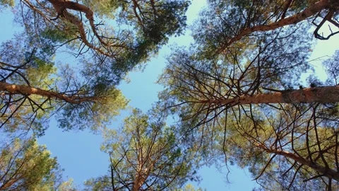 Pine trees against the sky. View from below to the sky through the pines. View Stock Footage 222332981