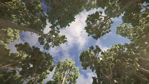 Pine trees against a summer sky Loop Video stock 91730214