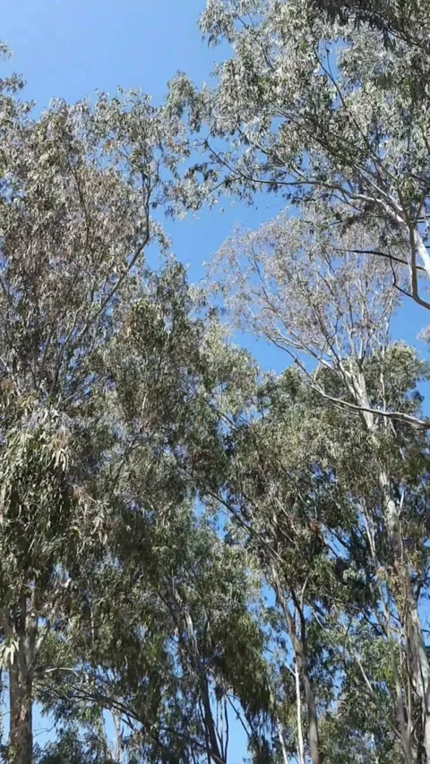  "Pine Trees All Around: Exploring the Beauty and Serenity of Pine Forests"  Video stock 303286027