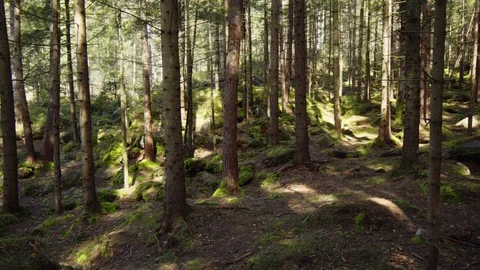 Pine Trees along Dovbush Trail near Yaremche, Ukraine Video stock 97473261