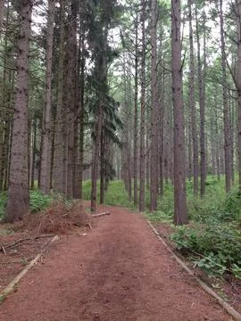Pine Trees Along Forest Dirt Path Stock Photos