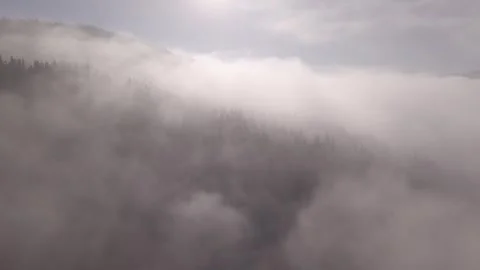 PINE TREES AMONG THE CLOUDS DRONE AERIAL 4K SHOT Stock Footage 262537189