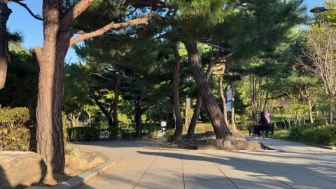 Pine Trees and Afternoon Shadows in a Landscaped Seoul Park 스톡 동영상 347600181