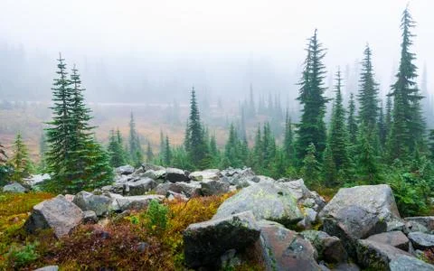 Pine trees and big rocks inside Mount Rainier covered by mist in winter. Stock Photos
